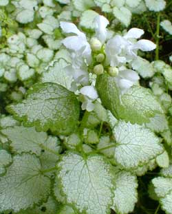 Dead Nettle