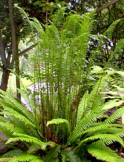 Deer Fern