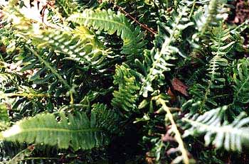 Deer Fern