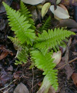 Baby Deer Fern