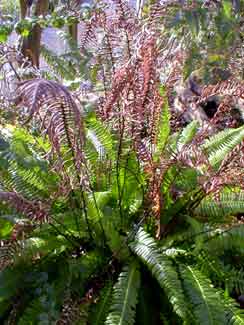 Deer Fern