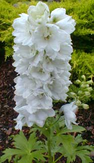 Delphinium