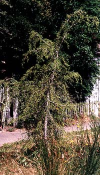 Deodar Cedar