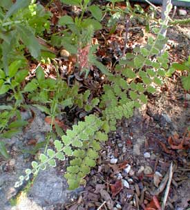 Wavy Cloak-fern