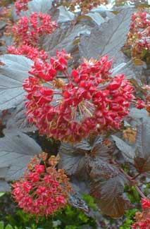 Ninebark seeds