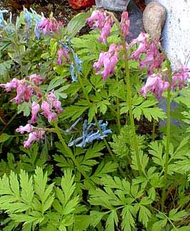 Bleeding Hearts