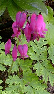 Bleeding Heart