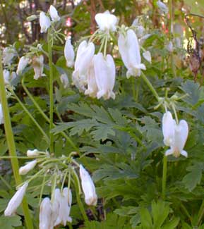 dicentra-alba-july.jpg