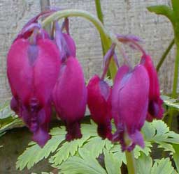 Bleeding Heart