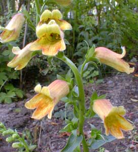 Digitalis