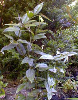 Fairybells