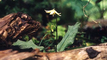 Dog Tooth Lily