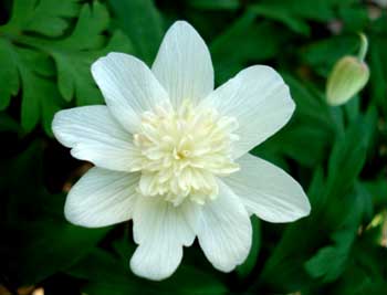 Double Wood Anemone