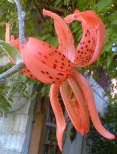 Double Tiger Lily