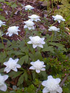 Double Wood Anemone