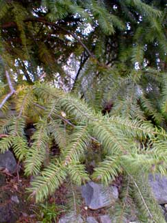 Douglas-fir