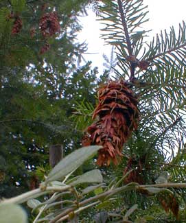 Douglas-fir cones