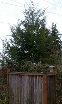 Douglas-fir