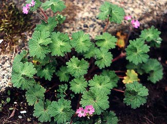 Crane's-bill