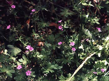 Crane's-bill