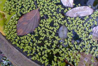 Duckweed