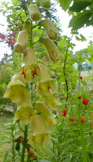 Foxglove