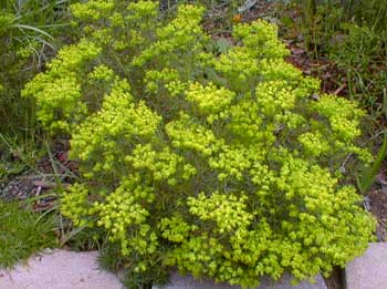 Cypress Spurge