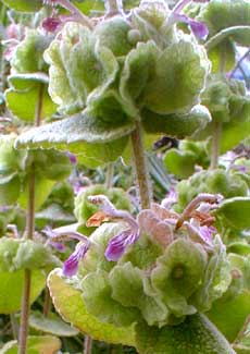 Greek Horehound