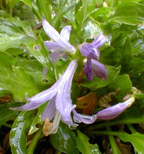 Miniature Hosta