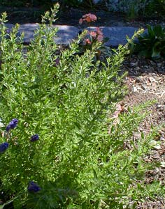 Dwarf Hyssop