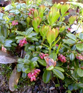 Dwarf Lingonberry