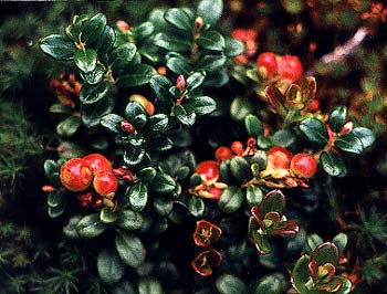 Dwarf Lingonberry