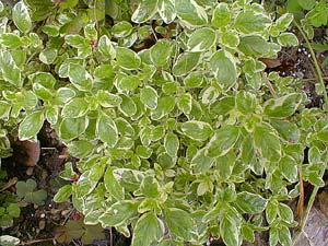 Tricolored Marjoram