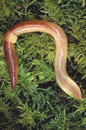 Earthworms For Kids. Animalseasy earthworm science projects Catch some of Earthworms For Kids. Animalseasy earthworm science projects Catch some of
