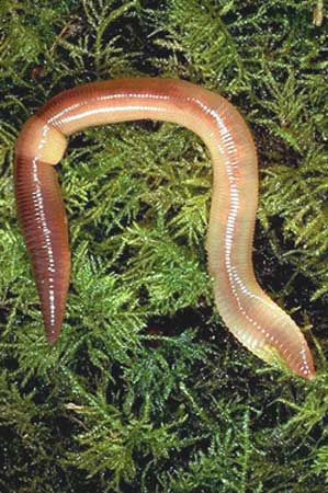 Earthworm