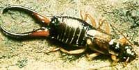 Занпакто Эспады Earwig