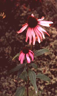 Echinacea