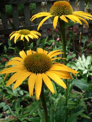 Echinacea