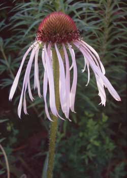 Echinacea pallida