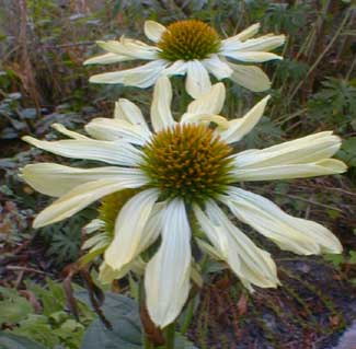 Echinacea