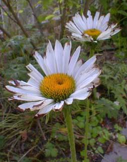 Fragrant Angel