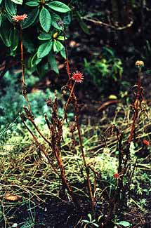 Echinacea