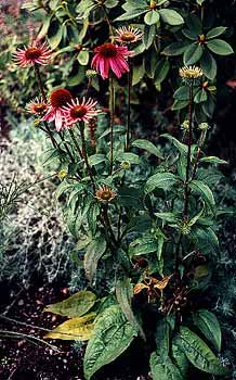 Echinacea