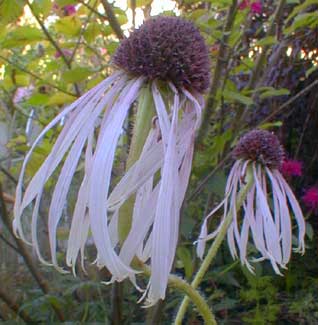 Echinacea pallida