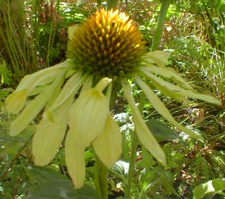 Echinacea