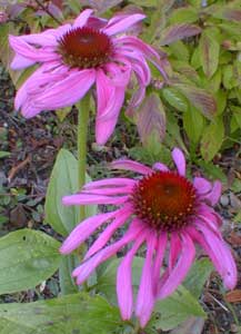 Echinacea