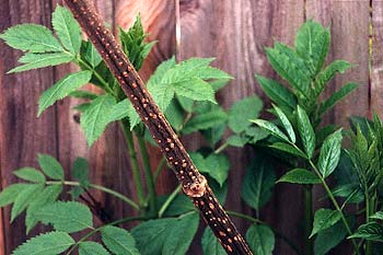 Red Elderberry