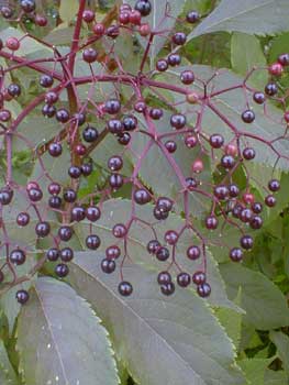 Black Elderberry