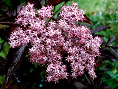 Gerda Elderberry