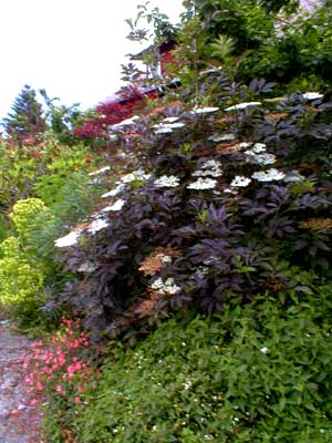 Purple Elderberry